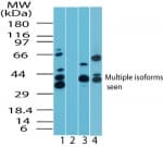 IHC-plus™ MAPKAP1 / MIP1 Antibody (aa100-150)