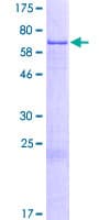 Human NAIF1 Protein (Recombinant GST)