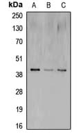CREB1 / CREB Antibody (Internal)