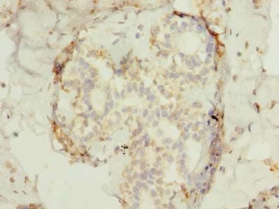 FAM53B Antibody