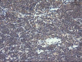 VBP1 Antibody (clone OTI2E6)