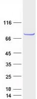 Human CCDC170 / C6orf97 Protein (Recombinant Myc-DDK (Flag))
