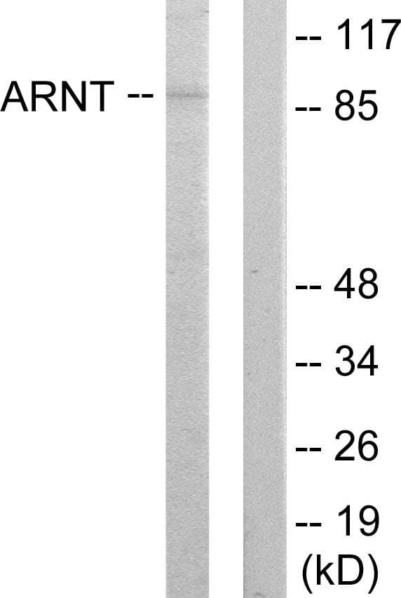 ARNT / HIF-1-Beta Antibody