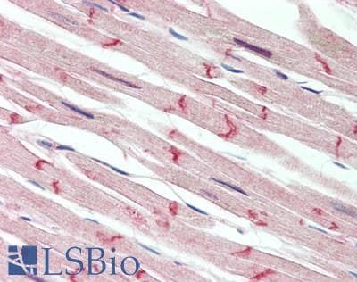 IHC-plus™ DSG2 / Desmoglein 2 Antibody