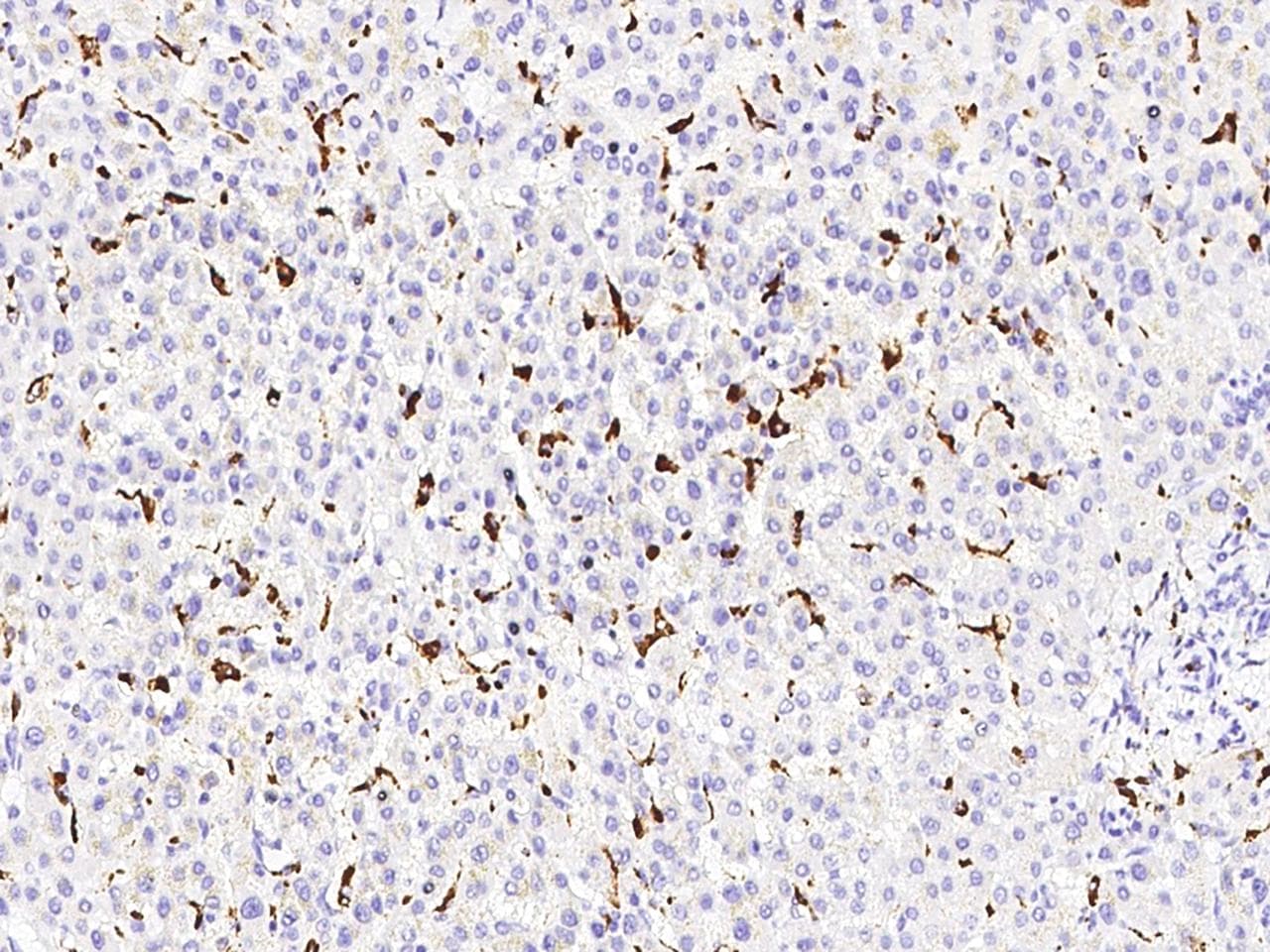 CD68 Antibody (Preservative Free)