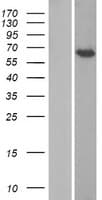 CRTC1 / MECT1 / TORC1 Protein (Over-Expression Lysate Myc-DDK (Flag))