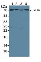 TOMM70A Antibody (aa333-608, Biotin)