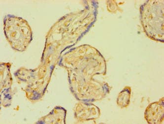 PLAT / TPA Antibody (aa36-556)