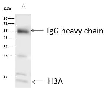 HIST1H3A Antibody (Preservative Free)