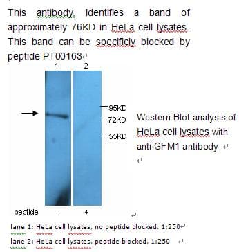 GFM1 Antibody