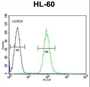Dipeptidyl Peptidase 3 / DPP3 Antibody (aa583-612)