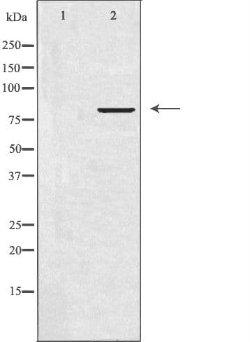 FE65L1 / APBB2 Antibody