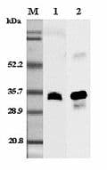 Polyclonal Rabbit anti-Rat Adiponectin Antibody (IHC, WB)