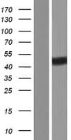 YBX3 / CSDA Protein (Over-Expression Lysate Myc-DDK (Flag))