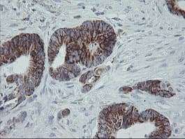MRPS27 Antibody (clone OTI6E5)
