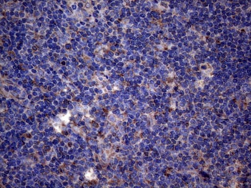 PPIF / Cyclophilin F Antibody (clone OTI1C4, Carrier-free)