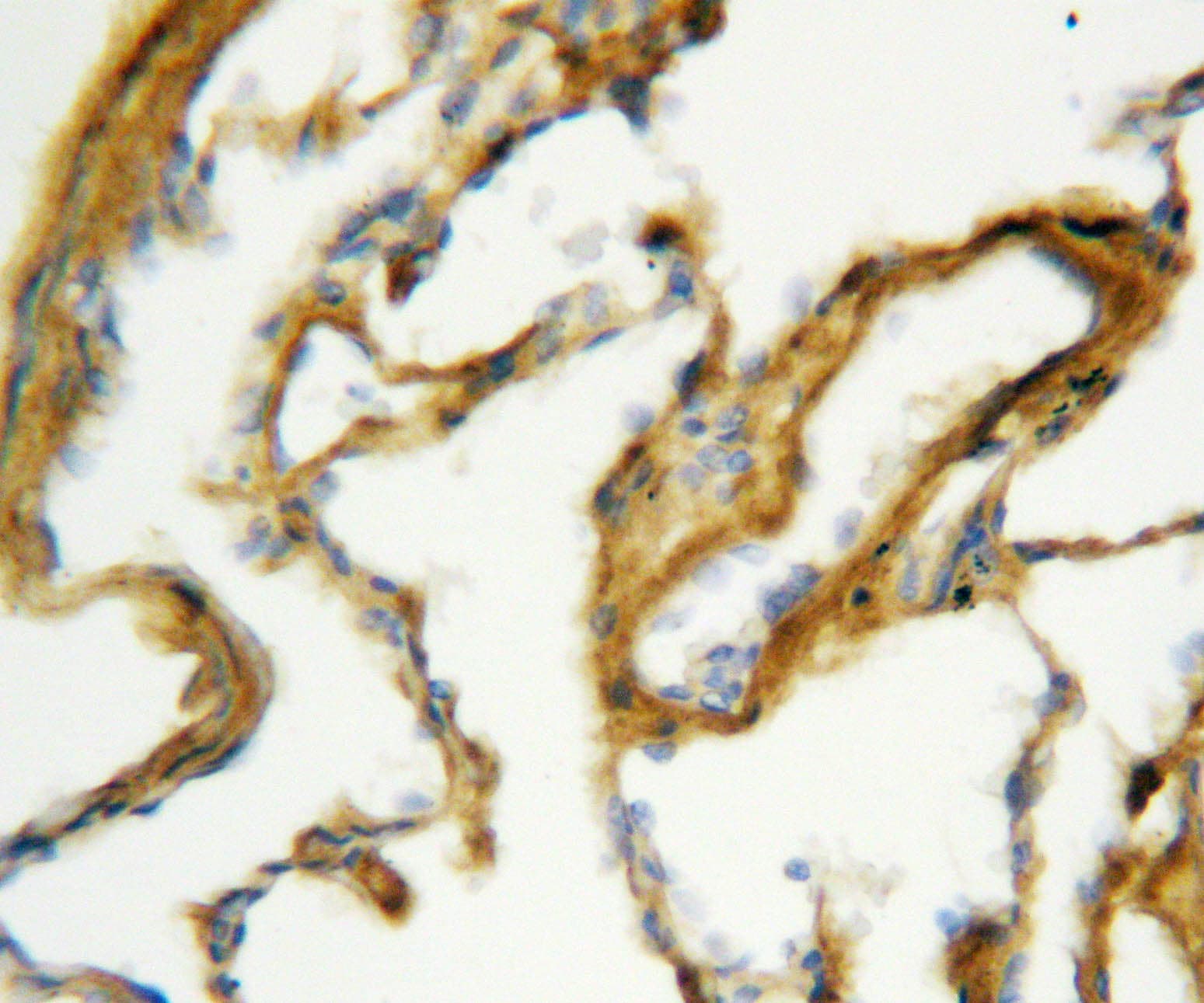 SFTPA1 / Surfactant Protein A Antibody (aa233-248)