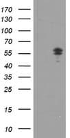 NONO / P54NRB Antibody (aa184-385, clone OTI5F1)