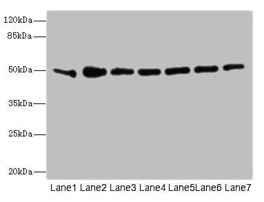 KCNJ4 / Kir2.3 Antibody