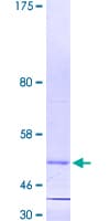 Human RARRES1 Protein (Recombinant GST)