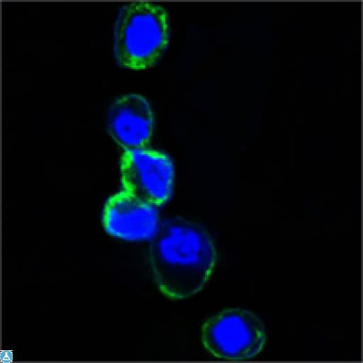 ERBB3 / HER3 Antibody