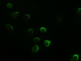 Monoclonal Mouse anti-Human GATA4 Antibody (clone OTI9F9, IHC, IF, WB)