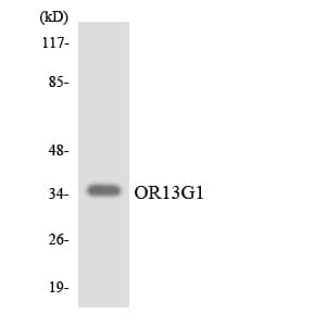 OR13G1 Antibody (aa224-273)