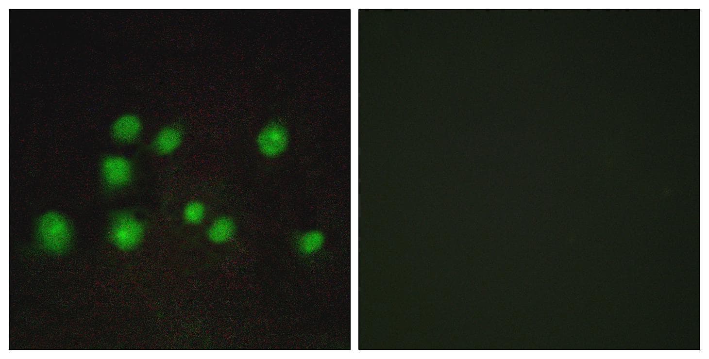 TCEB3B / Elongin A2 Antibody