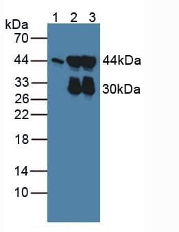 ACTG2 Antibody (aa3-376, PE)
