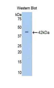 CDK2 Antibody (aa5-346, APC)