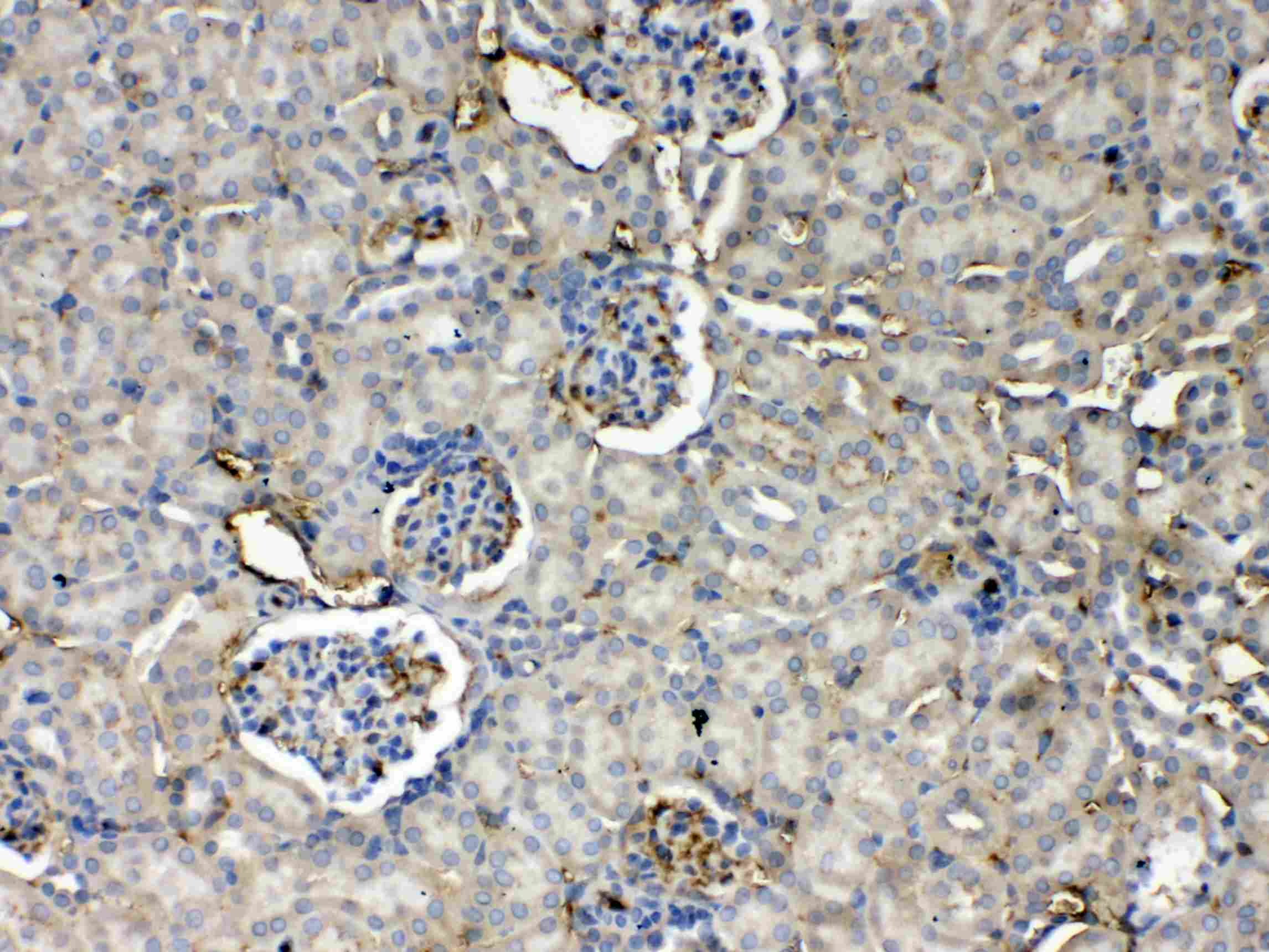 THPO / TPO / Thrombopoietin Antibody