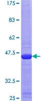 Human MRPL54 Protein (Recombinant GST)