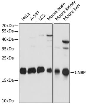 CNBP / ZNF9 Antibody