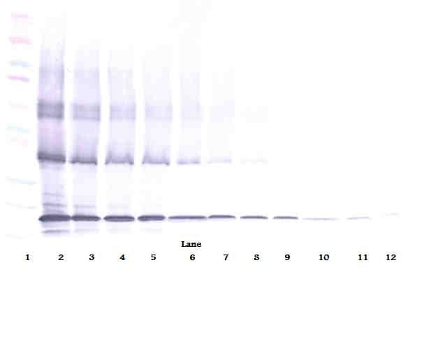 IHC-plus™ TNFSF10 / TRAIL Antibody