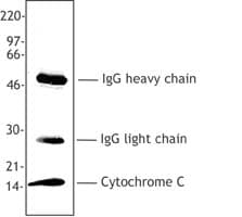 CYCS / Cytochrome c Antibody (clone 6H2.B4)