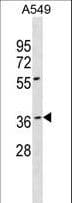 BARHL1 Antibody (aa1-30)