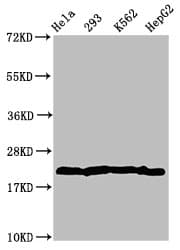 HIST1H1C Antibody