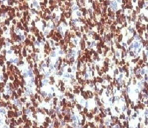 PAX7 Antibody (aa300-600, clone PBPX7)