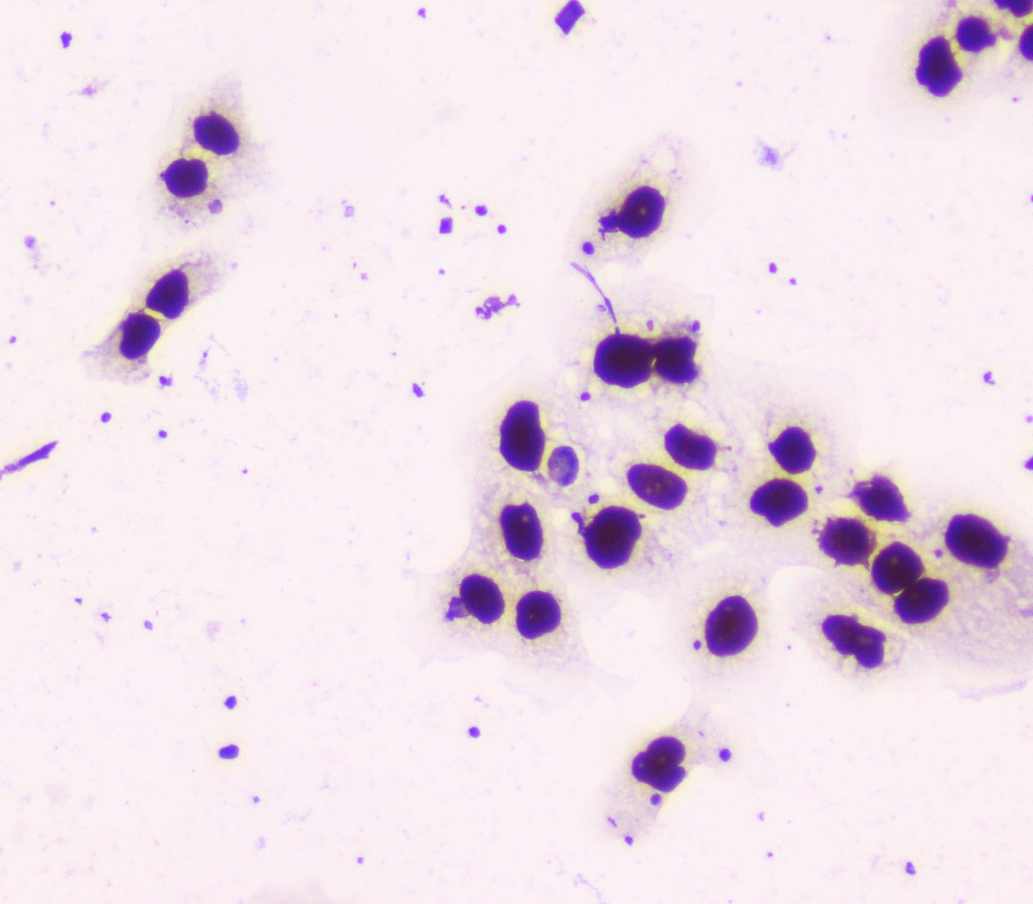 NONO / P54NRB Antibody