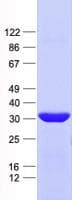 Human HZF16 / ZNF124 Protein (Recombinant His, N-Terminal)
