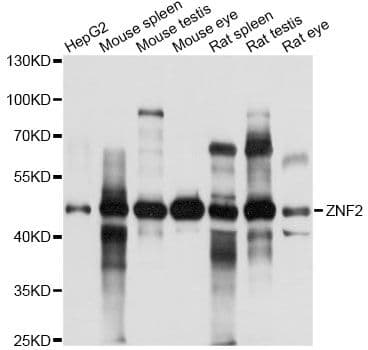 ZNF2 Antibody