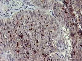 MMP13 Antibody (aa104-471, clone OTI3A7, Carrier-free)