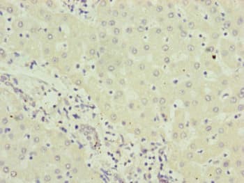 RMA1 / RNF5 Antibody