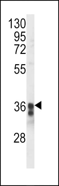 TMEM173 / STING Antibody (aa311-340)