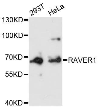 RAVER1 Antibody