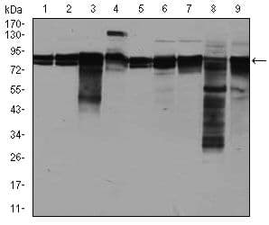 Monoclonal Mouse anti-Human EIF4B Antibody (clone 1F5, IHC, IF, WB)