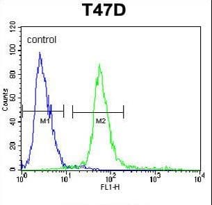 Polyclonal Rabbit anti-Human KCTD12 Antibody (aa242-269, IHC, WB)