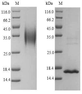 Crab-eating macaque IL4 Protein (Recombinant 6His, N-terminus)