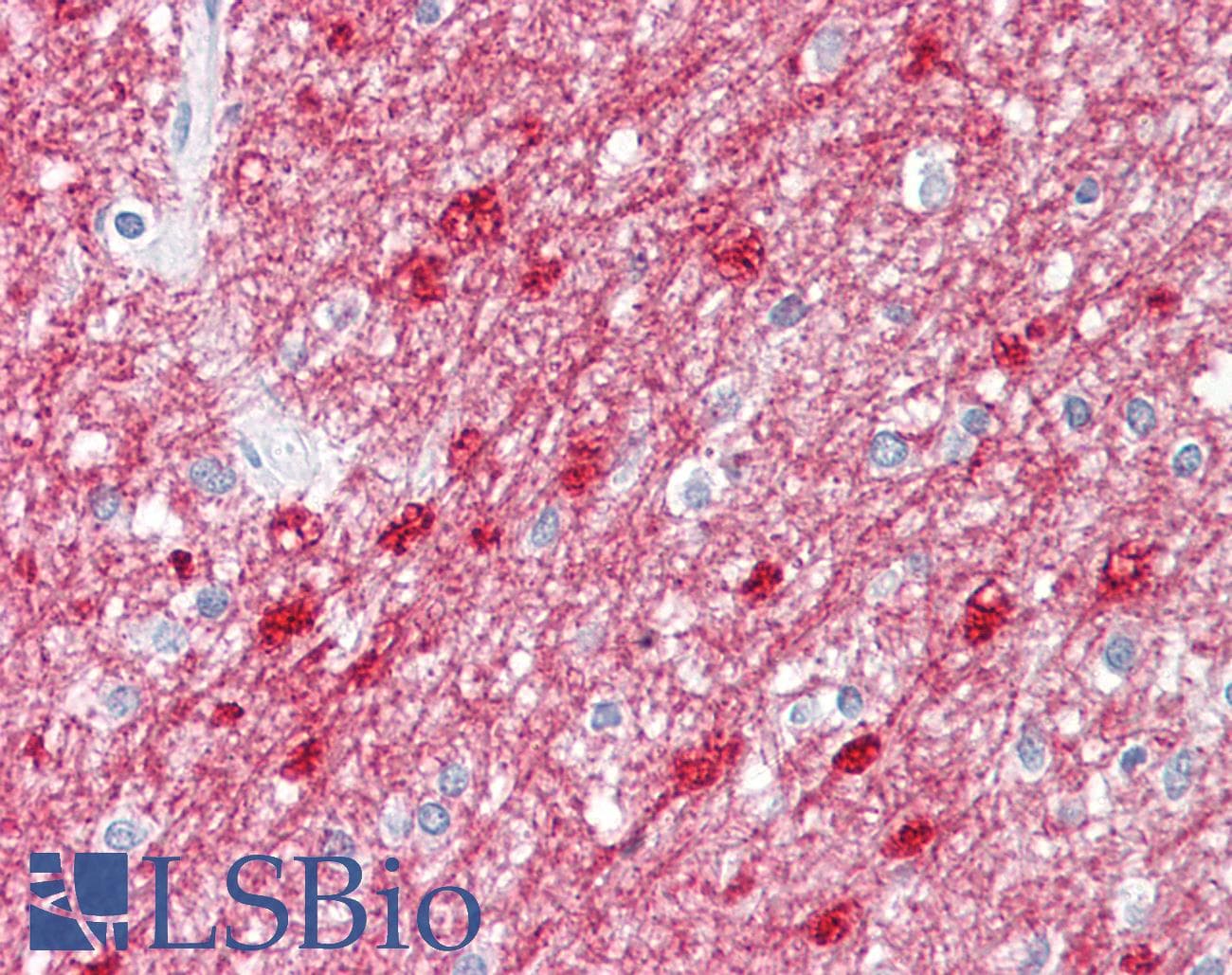 IHC-plus™ TCF19 / TCF-19 Antibody (aa259-274)