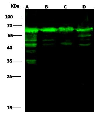 HSPD1 / HSP60 Antibody (Preservative Free)